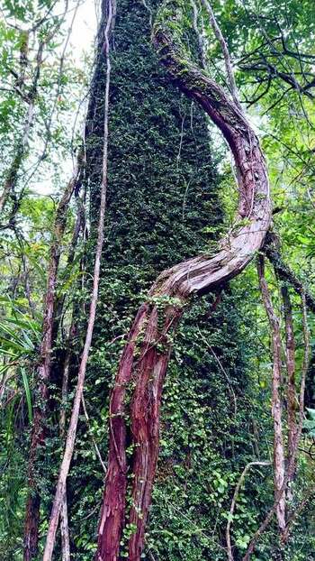 View of a tree trunk covered in vines New Zealand. View of a tree trunk covered in vines New Zealand.