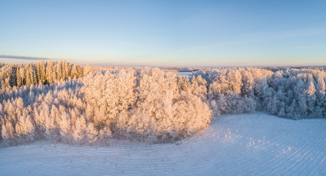 Aerial view of a snow covered forest with frost covered trees illuminated by the soft golden light of a winter sunset in Latvia. Aerial view of a snow covered forest with frost covered trees illuminated by the soft golden light of a winter sunset in Latvia.