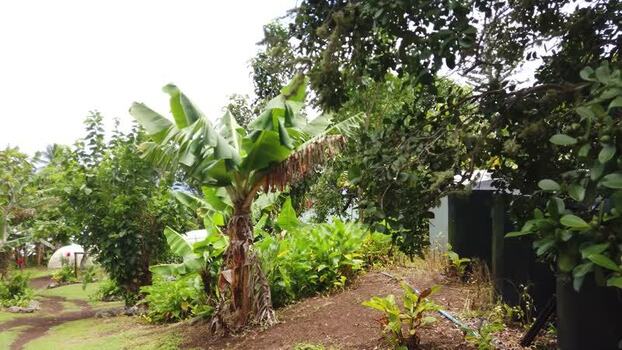 View of a tropical garden with banana trees Pitcairn Islands.