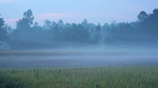 View of a foggy rice field at dawn Bangladesh. View of a foggy rice field at dawn Bangladesh.