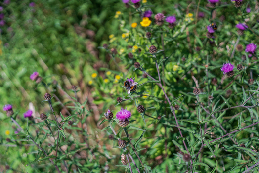 View of a bumblebee pollinating purple knapweed flowers in a lush meadow in Lansallos England United Kingdom. View of a bumblebee pollinating purple knapweed flowers in a lush meadow in Lansallos England United Kingdom.