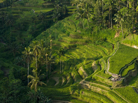 Aerial view of the lush green Tegallalang Rice Terrace with palm trees and winding paths in Kecamatan Tegallalang Bali Indonesia. Aerial view of the lush green Tegallalang Rice Terrace with palm trees and winding paths in Kecamatan Tegallalang Bali Indonesia.