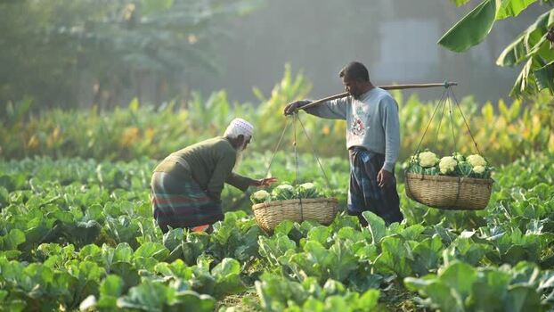 View of farmers harvesting cauliflower in a field Bangladesh. View of farmers harvesting cauliflower in a field Bangladesh.