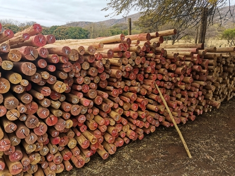 View of neatly stacked wooden poles and logs in a timber yard showcasing natural textures and orderly arrangement in an industrial setting in Pretoria Gauteng South Africa. View of neatly stacked wooden poles and logs in a timber yard showcasing natural textures and orderly arrangement in an industrial setting in Pretoria Gauteng South Africa.