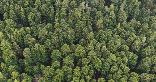 Aerial view of dense evergreen forest and lush pine trees Italy. Aerial view of dense evergreen forest and lush pine trees Italy.