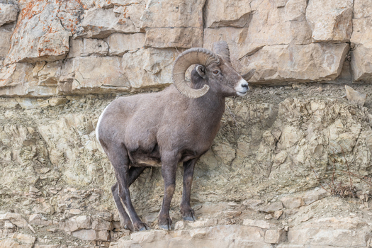 View of a bighorn sheep standing on a rocky cliffside in Yellowstone National Park United States. View of a bighorn sheep standing on a rocky cliffside in Yellowstone National Park United States.