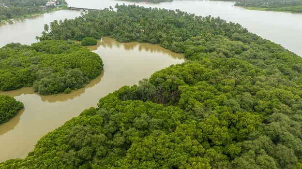 Aerial view of the lush mangrove forests surrounding the backwaters near Mattu Beach in Udupi Karnataka India.