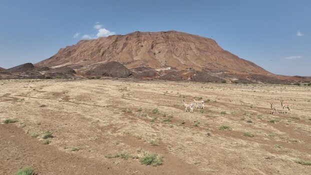 Aerial view of gazelles in the Danakil Desert Ethiopia. Aerial view of gazelles in the Danakil Desert Ethiopia.
