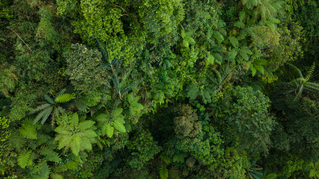 Aerial view of the lush tropical rainforest canopy with dense green foliage and various tree species near Gomblang Waterfall in Kecamatan Kedungbanteng Jawa Tengah Indonesia. Aerial view of the lush tropical rainforest canopy with dense green foliage and various tree species near Gomblang Waterfall in Kecamatan Kedungbanteng Jawa Tengah Indonesia.