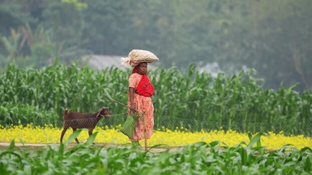 View of a woman carrying a sack and leading a goat in Bangladesh.