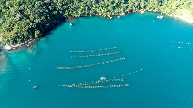 Aerial view of an oyster farm with floating structures in the turquoise waters of the bay near the lush green coastline in Angra dos Reis Rio de Janeiro Brazil.