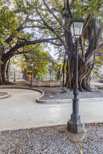 View of a vintage lamp post standing proudly beside an ancient sprawling tree with hanging roots in a sun dappled park Ortigia Sicily Italy.