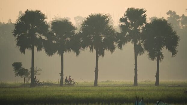 View of people cycling past palm trees in Bogura Bangladesh.