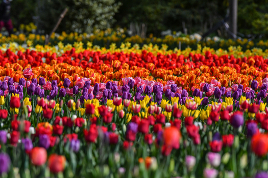 View of vibrant rows of colorful tulips in full bloom under soft daylight at Peninsula San Pedro San Carlos de Bariloche Rio Negro Province Argentina. View of vibrant rows of colorful tulips in full bloom under soft daylight at Peninsula San Pedro San Carlos de Bariloche Rio Negro Province Argentina.