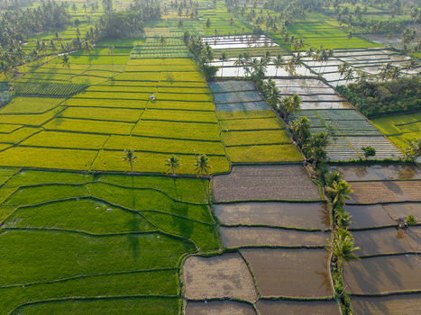 Aerial view of lush green and flooded rice paddies with scattered palm trees in the rural landscape of Candipuro East Java Indonesia.