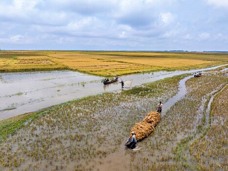 Kishoreganj Bangladesh March 05 2026 Flood affected farmers harvest half submerged Boro paddy in waist deep water racing to save crops as rising haor waters threaten total loss. Kishoreganj Bangladesh March 05 2026 Flood affected farmers harvest half submerged Boro paddy in waist deep water racing to save crops as rising haor waters threaten total loss.