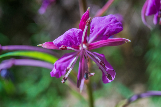 View of a vibrant purple Rosebay Willowherb flower with prominent stamens in a natural setting in Looe Cornwall United Kingdom. View of a vibrant purple Rosebay Willowherb flower with prominent stamens in a natural setting in Looe Cornwall United Kingdom.