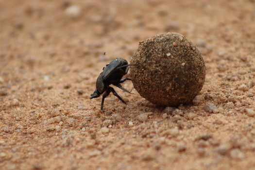 View of a dung beetle rolling a ball of dung across the sandy ground at Finfoot Lake Reserve By Dream Resorts in Bojating North West South Africa.