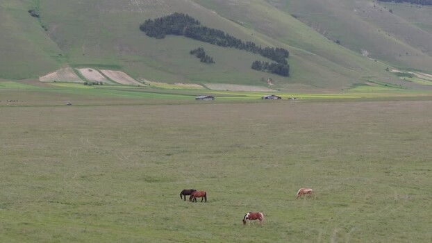 Aerial view of horses grazing in the Piano Grande Italy.