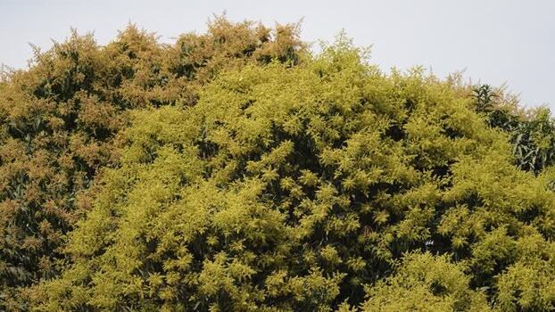 View of flowering mango trees with dense yellow blossoms Nepal