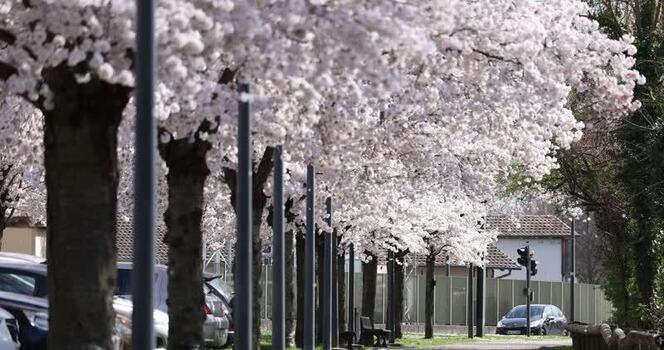 View of cherry blossom trees in full bloom in Mulhouse France. View of cherry blossom trees in full bloom in Mulhouse France.