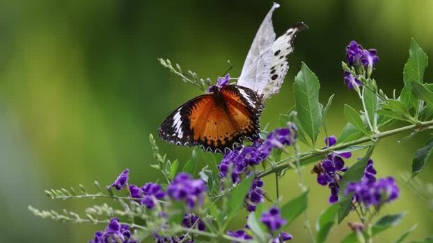 View of a butterfly on purple flowers in Hunawihr France.