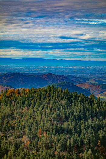 View of dense evergreen trees on the rolling hills of the Black Forest under a cloudy sky overlooking the Rhine valley Offenburg Baden Wurttemberg Germany. View of dense evergreen trees on the rolling hills of the Black Forest under a cloudy sky overlooking the Rhine valley Offenburg Baden Wurttemberg Germany.