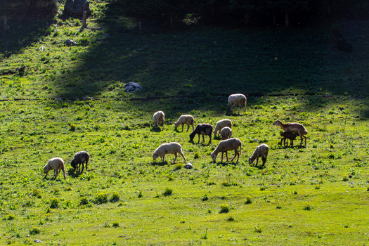 View of a flock of sheep grazing on a lush green hillside in Kumrat Valley Khyber Pakhtunkhwa Pakistan. View of a flock of sheep grazing on a lush green hillside in Kumrat Valley Khyber Pakhtunkhwa Pakistan.