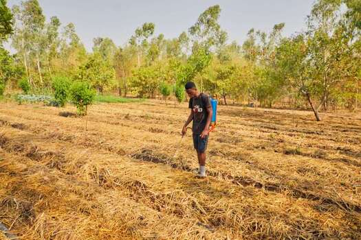 Kundu Federal Capital Territory Nigeria 19 September 2026 View of a man spraying crops at SCL Agroindustrial Farm walking through rows of dry mulch in a sunlit field. Kundu Federal Capital Territory Nigeria 19 September 2026 View of a man spraying crops at SCL Agroindustrial Farm walking through rows of dry mulch in a sunlit field.