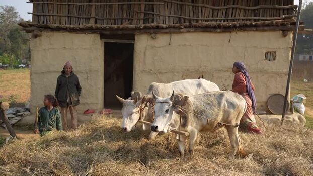 View of farmers with oxen by a traditional mud house Nepal. View of farmers with oxen by a traditional mud house Nepal.