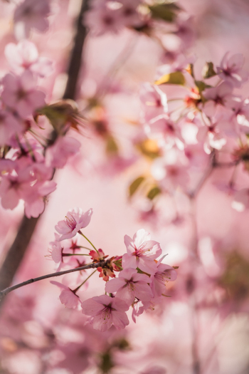 View of blooming pink cherry blossoms on delicate branches under soft spring sunlight Vilnius Vilnius County Lithuania. View of blooming pink cherry blossoms on delicate branches under soft spring sunlight Vilnius Vilnius County Lithuania.