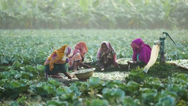 View of women washing vegetables in a field in Bogura Bangladesh. View of women washing vegetables in a field in Bogura Bangladesh.