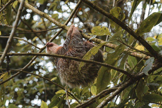 View of a sloth hanging from a tree branch in the lush rainforest Costa Rica.