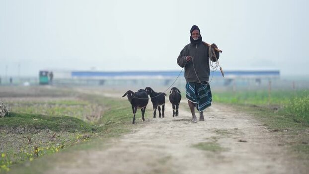 View of a man walking with goats on a rural path in Bogura Bangladesh.