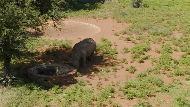 Aerial view of rhino drinking at water trough South Africa.