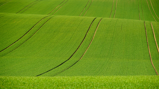 View of rolling green agricultural fields with distinct tractor tracks across the landscape in Moravia Brno City District South Moravian Region Czechia.