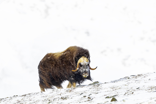 View of a muskox standing in the snow in Dovrefjell National Park Norway. View of a muskox standing in the snow in Dovrefjell National Park Norway.