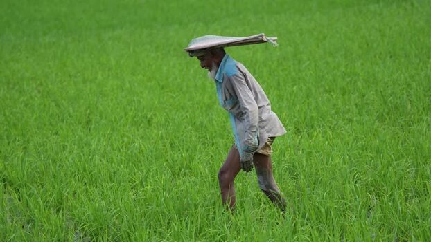 View of a farmer walking in a lush green rice field Bangladesh. View of a farmer walking in a lush green rice field Bangladesh.