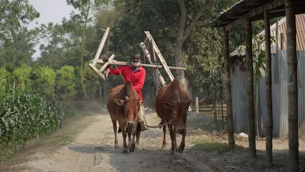 View of a farmer walking with oxen and a wooden plow Bangladesh. View of a farmer walking with oxen and a wooden plow Bangladesh.