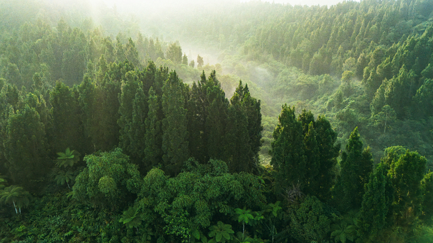 Aerial view of a lush tropical forest with tall pine trees and morning mist in the valley Sukabumi West Java Indonesia. Aerial view of a lush tropical forest with tall pine trees and morning mist in the valley Sukabumi West Java Indonesia.