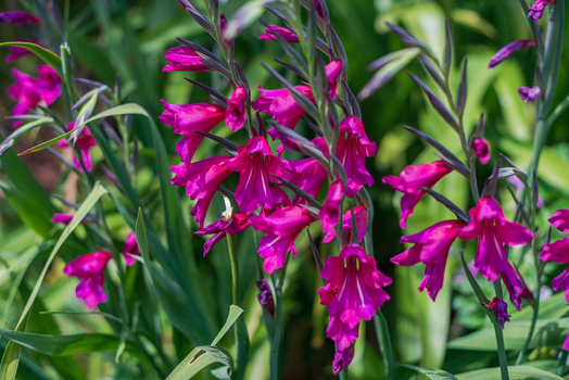 View of vibrant magenta gladiolus flowers blooming in a lush garden setting in Looe Cornwall United Kingdom. View of vibrant magenta gladiolus flowers blooming in a lush garden setting in Looe Cornwall United Kingdom.