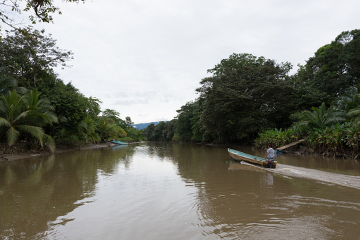 View of a person driving a small boat along the Sierpe River surrounded by dense tropical mangroves and lush vegetation in Puntarenas Province Costa Rica. View of a person driving a small boat along the Sierpe River surrounded by dense tropical mangroves and lush vegetation in Puntarenas Province Costa Rica.