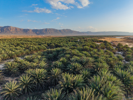 Aerial view of a dense palm forest stretching to the horizon under a serene sky framed by distant mountains Kadrihnitin Socotra Yemen. Aerial view of a dense palm forest stretching to the horizon under a serene sky framed by distant mountains Kadrihnitin Socotra Yemen.