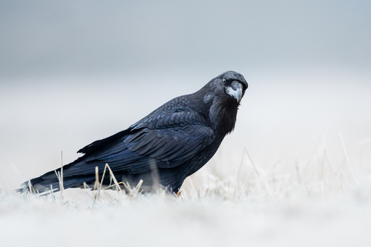 View of a black raven standing on a frost covered field in Debrzno Pomeranian Voivodeship Poland. View of a black raven standing on a frost covered field in Debrzno Pomeranian Voivodeship Poland.