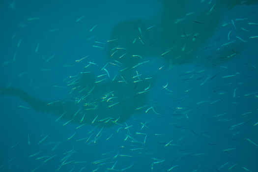 View of shimmering silver fish darting through the clear turquoise waters shadowed by figures above creating an ethereal dance of light and movement Pula Istria County Croatia.