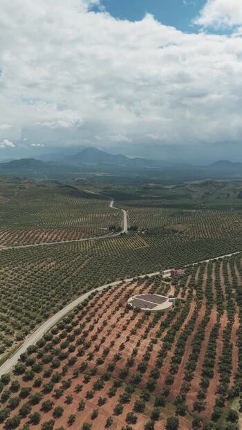 Aerial view of olive groves and a winding road Spain