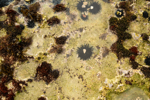 View of black sea urchins and green and brown algae in a shallow tide pool along the coast of Sri Lanka. View of black sea urchins and green and brown algae in a shallow tide pool along the coast of Sri Lanka.