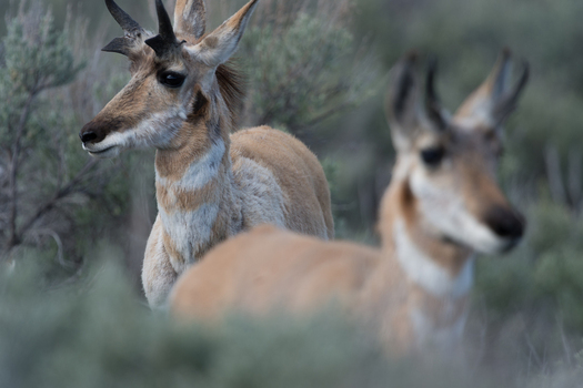 View of two pronghorn antelopes standing in the sagebrush of Yellowstone National Park United States. View of two pronghorn antelopes standing in the sagebrush of Yellowstone National Park United States.