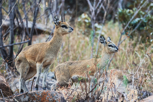 View of two klipspringers standing alert on lichen covered rocks within the dry bushveld of Welgevonden Game Reserve Waterberg District Municipality Limpopo South Africa.