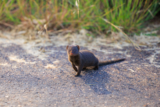 View of a dwarf mongoose standing on a paved road with green grass in the background in Kruger National Park Skukuza Mpumalanga South Africa. View of a dwarf mongoose standing on a paved road with green grass in the background in Kruger National Park Skukuza Mpumalanga South Africa.